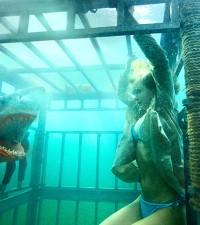 Sharks + Bikinis = Awesomeness
